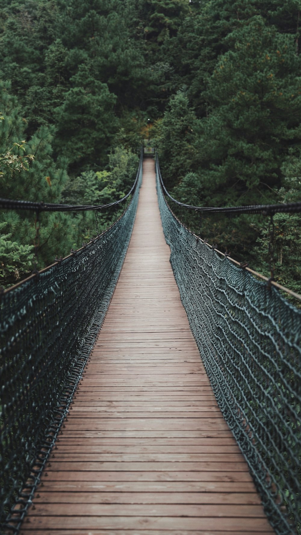 brown and black bridge and trees