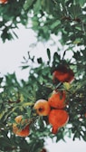 A cluster of vibrant pomegranate fruits hanging from a leafy tree.
