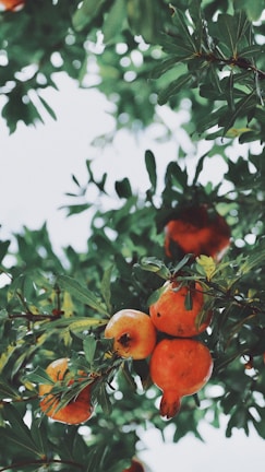 A cluster of vibrant pomegranate fruits hanging from a leafy tree.