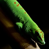 A brightly colored green gecko with vivid red spots and patterns rests on a brown bamboo branch. The texture of its skin is clearly visible, showcasing detailed scales. Its eye is prominent and glossy, reflecting light.