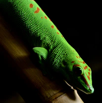 A colorful crested gecko perched on a leafy branch with bright eyes.