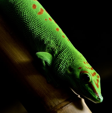A brightly colored green gecko with vivid red spots and patterns rests on a brown bamboo branch. The texture of its skin is clearly visible, showcasing detailed scales. Its eye is prominent and glossy, reflecting light.