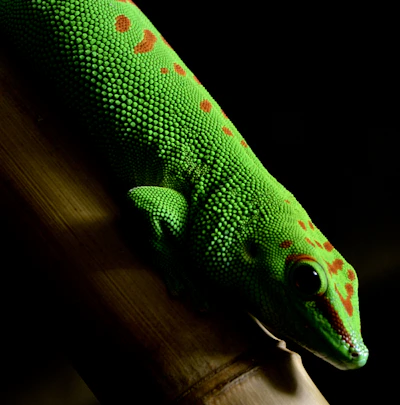A colorful crested gecko perched on a leafy branch with bright eyes.