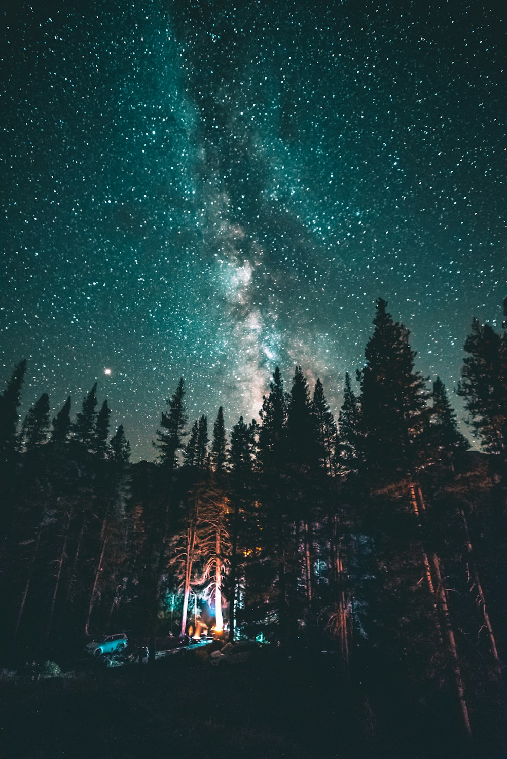 silhouette photography of pine trees at night