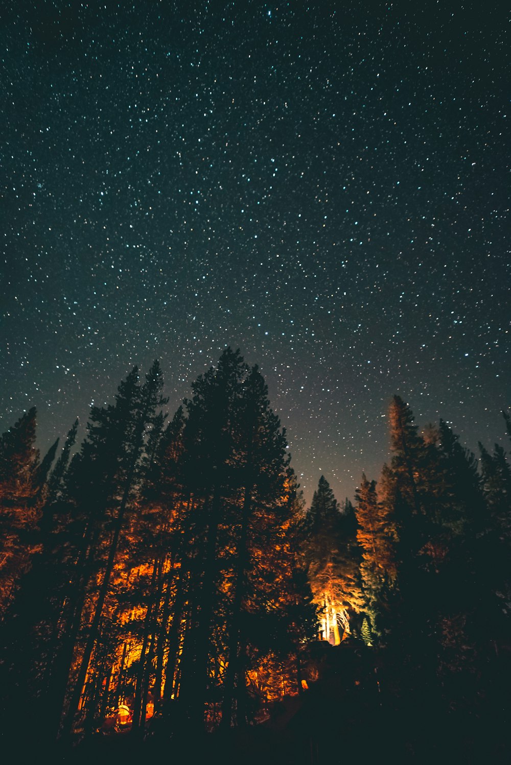 alberi sotto le stelle