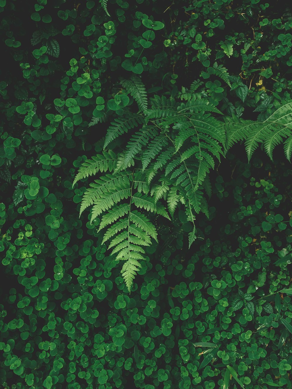 green fern plant