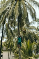 A person is climbing a tall coconut tree surrounded by lush green palm leaves. The individual is wearing a green outfit and appears to be using a harness or strap for climbing. The background consists of more palm trees and part of a building is visible.