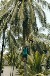 Workers carefully harvesting coconuts from tall trees using traditional tools.