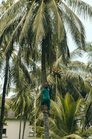 Installation process of safety nets on a tall coconut tree in bangalore