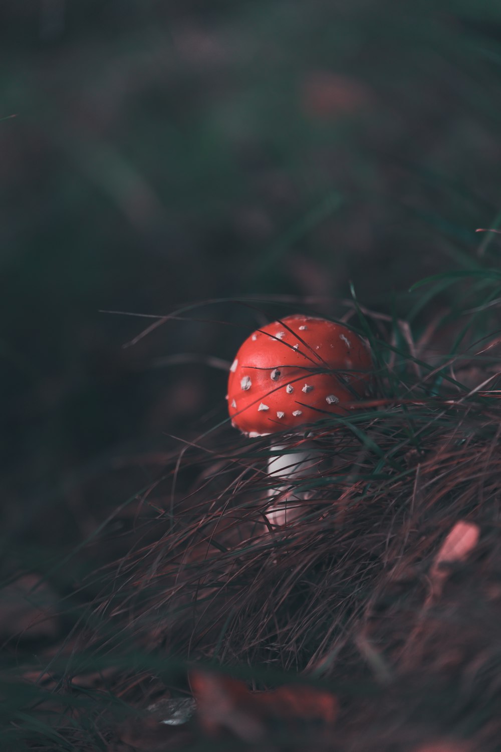 red and white mushroom photography