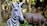A close-up of a zebra sculpture with distinct black and white stripes. In the background, there is a blurred statue of a hippopotamus amidst lush greenery and trees.