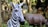 A close-up of a zebra sculpture with distinct black and white stripes. In the background, there is a blurred statue of a hippopotamus amidst lush greenery and trees.