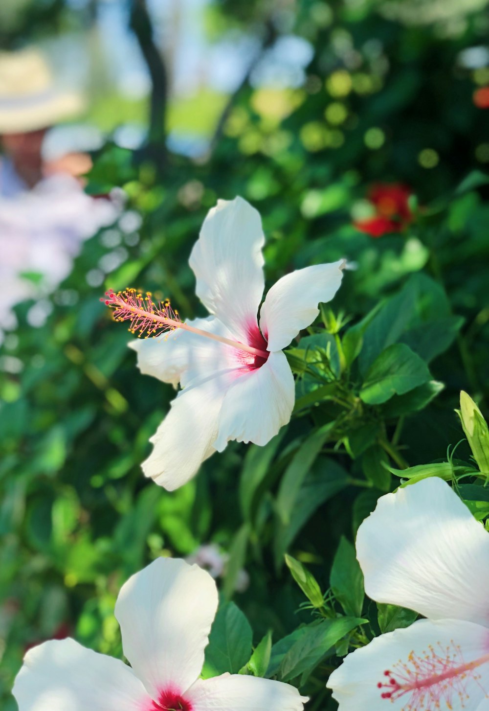 selective focus photo of white hibiscus