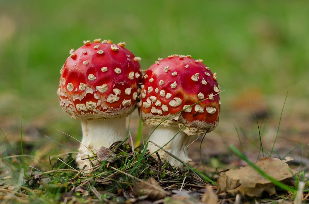two red-and-white mushrooms in selective focus photography