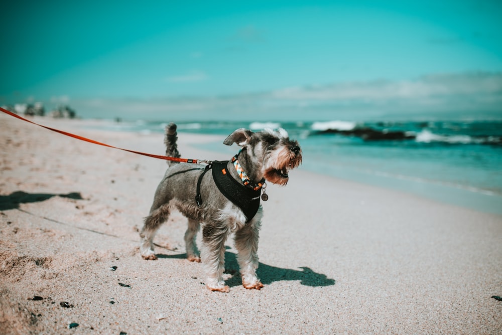 short-coated grey and white dog