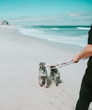 a man walking two dogs on a beach