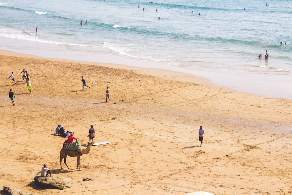people and camel at beach during daytime