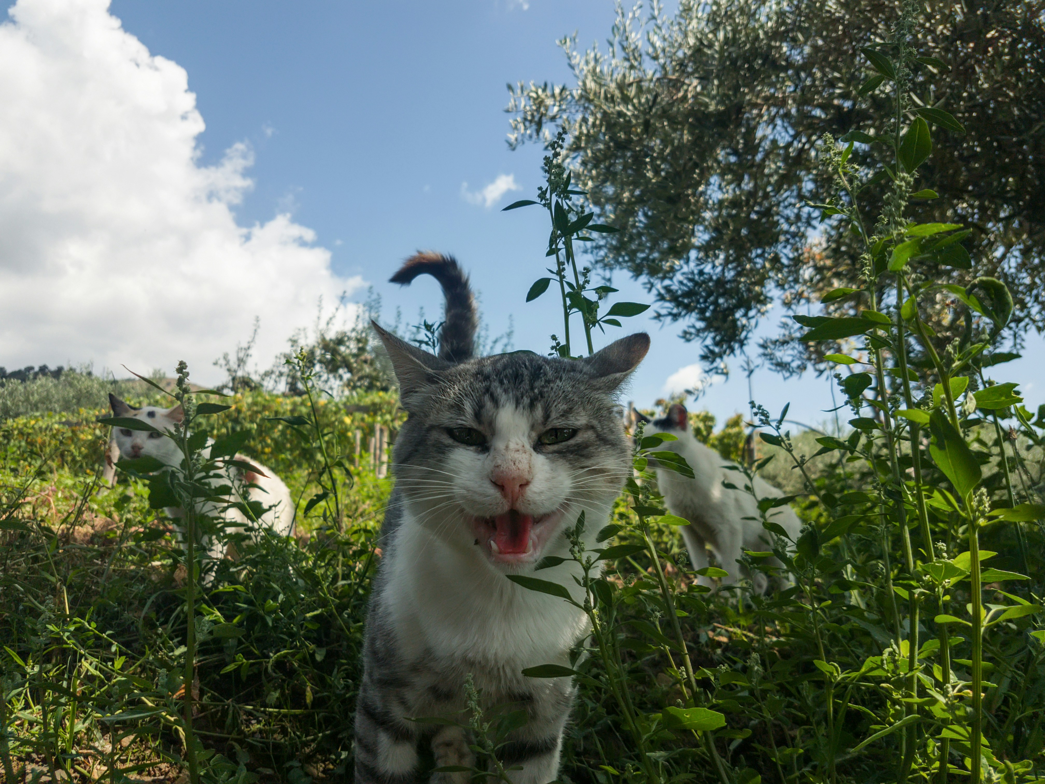 photo-1537181920254-324a74f4f10a?ixlib=rb-1.2.1&ixid=eyJhcHBfaWQiOjEyMDd9&auto=format&fit=crop&w=1334&q=80