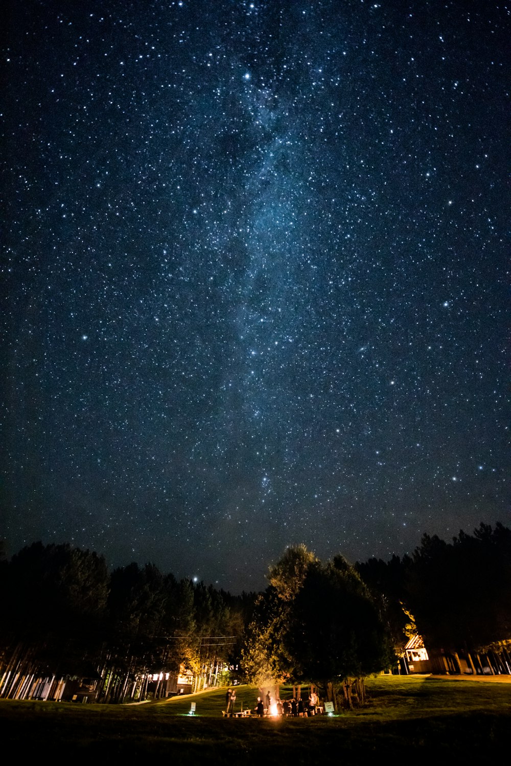 brown trees under starry night