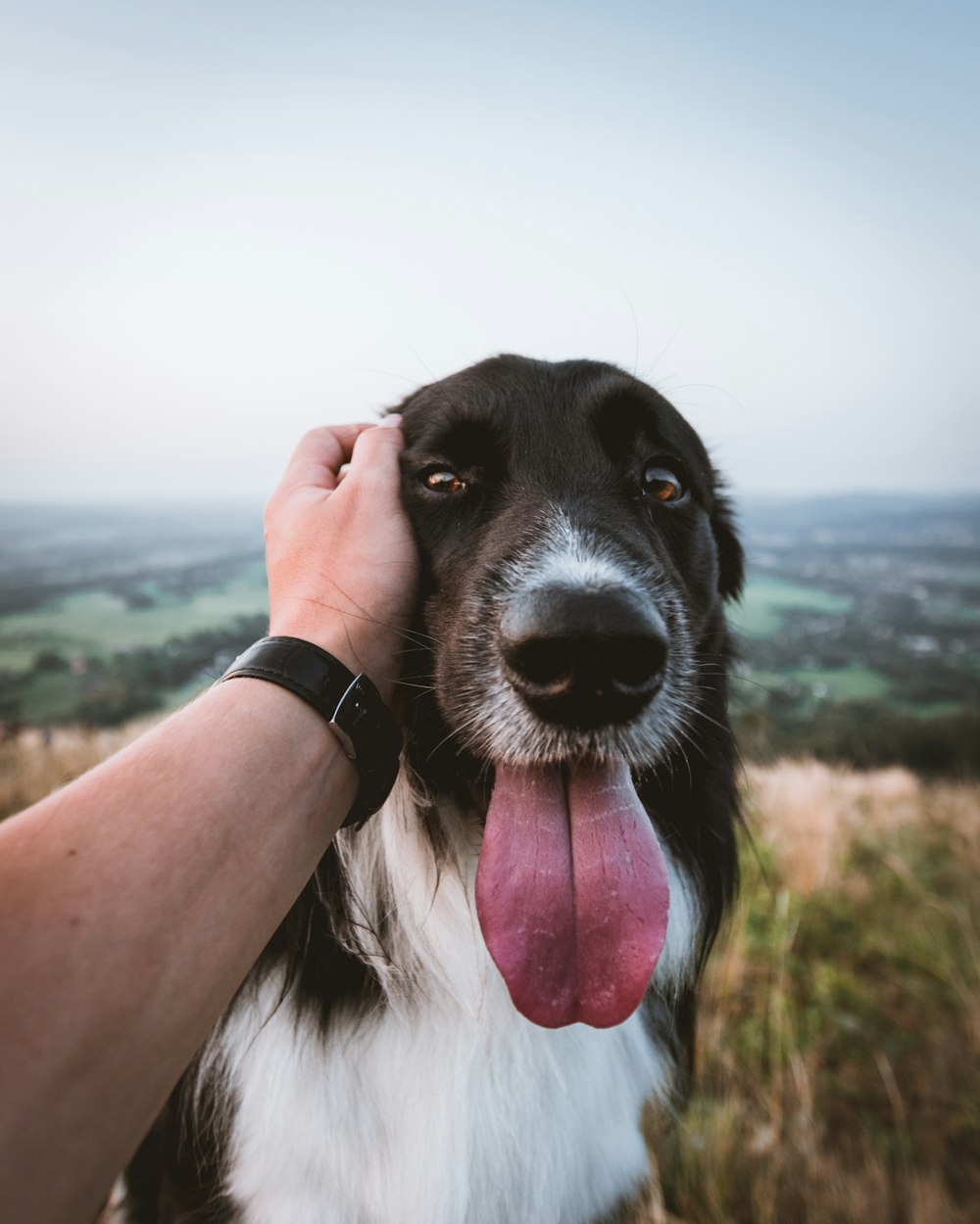 black and white dog on green grass