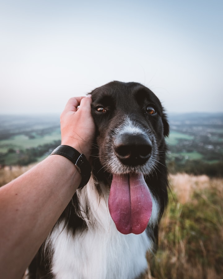 A Street Dog's Search