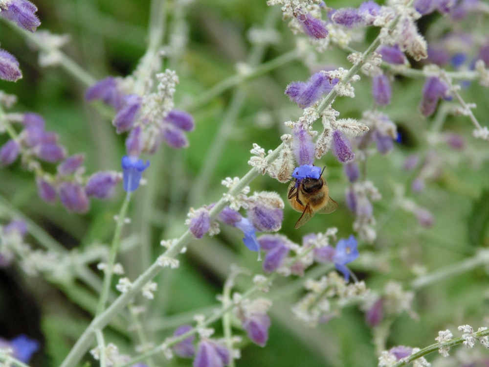 bee on purple leafed plant