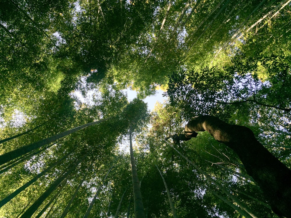 worms eye view forest