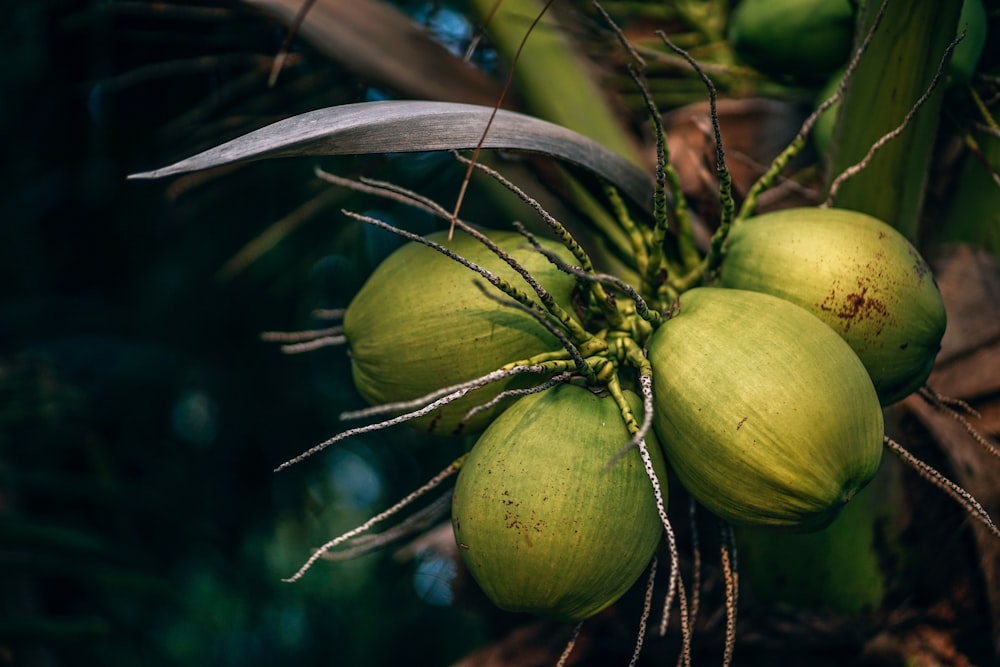 Un mazzo di noci di cocco verdi appese a un albero