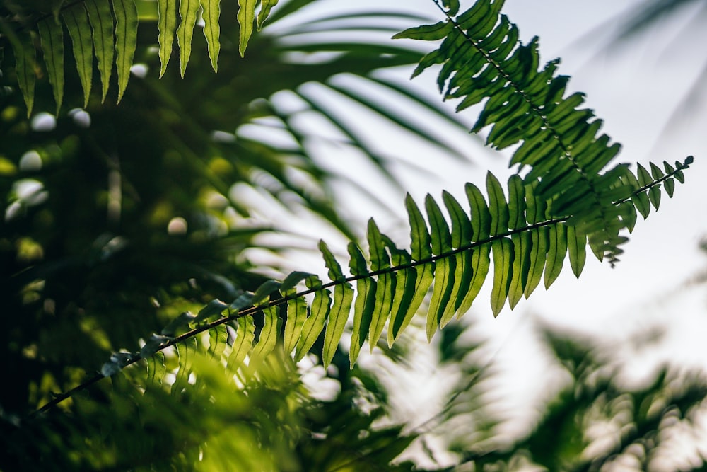 Photo en contre-plongée d’une plante de fougère verte