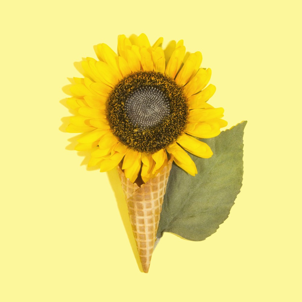yellow sunflower in brown ice cream cone