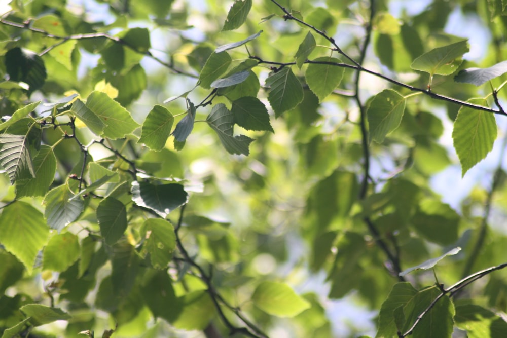 selective focus photography of green leafed tree