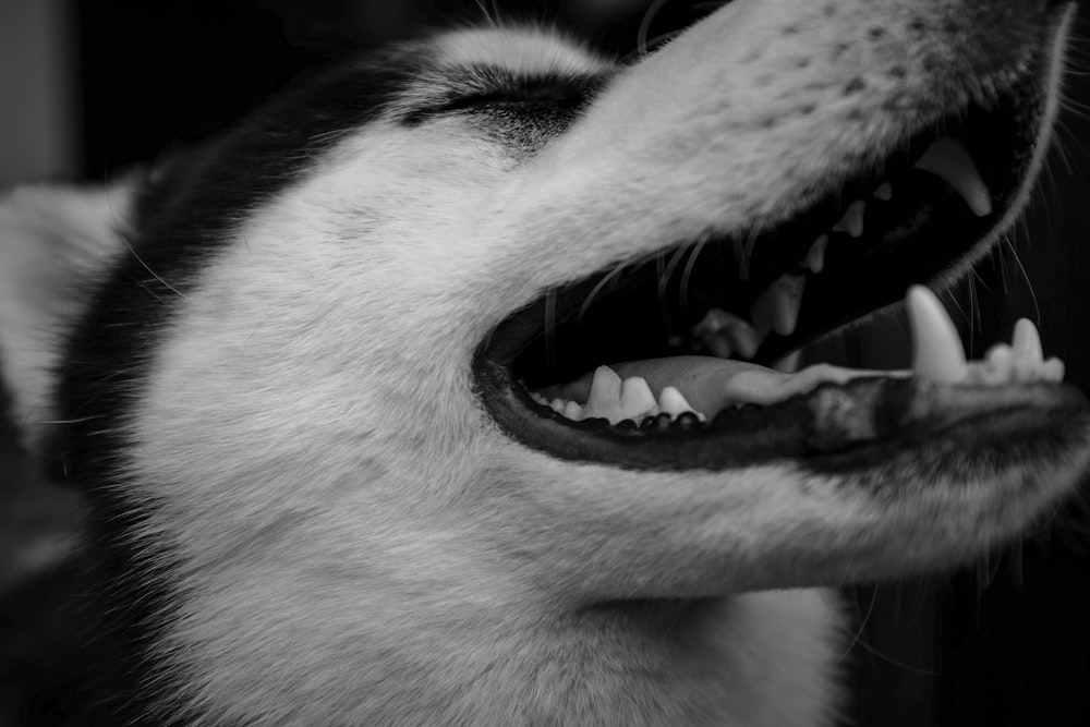 Graustufenfotografie des sibirischen Husky-Gesichts