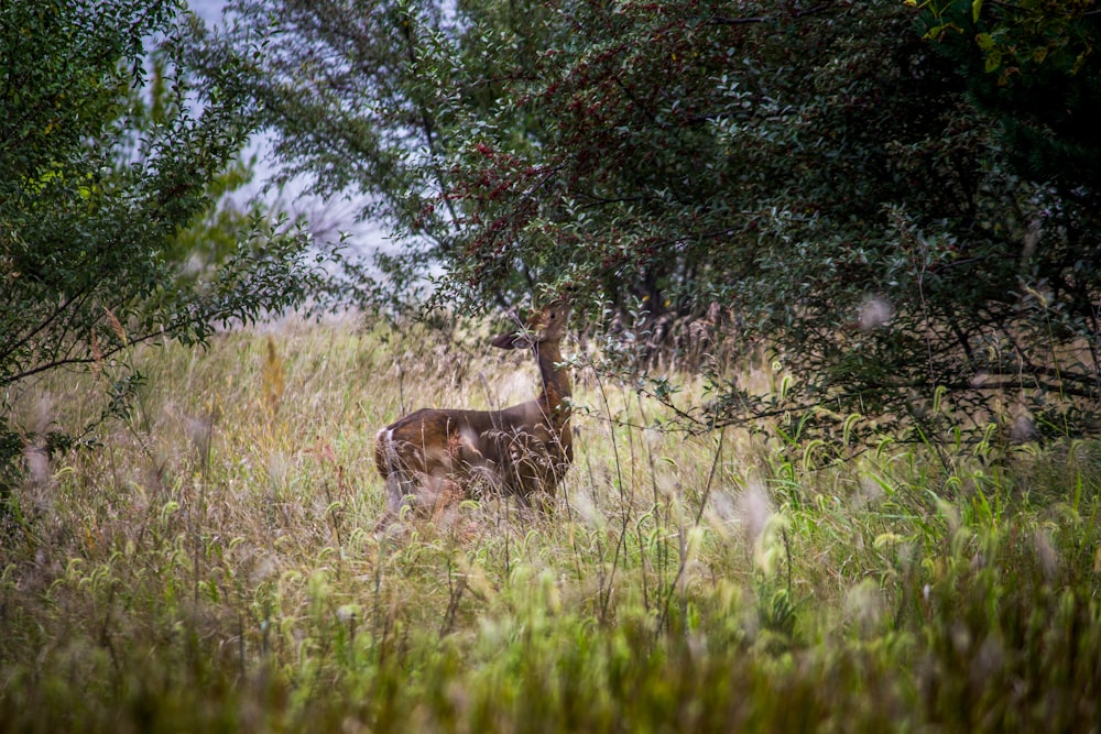 brown deer eating leaves