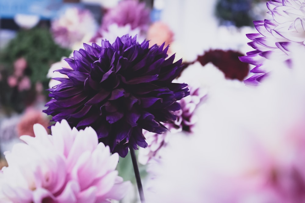 purple petaled flower