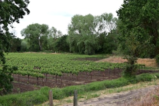 Rows of grapevines stretch across a lush, green vineyard surrounded by dense trees. The landscape features a mix of cultivated plants and naturally growing foliage, creating a harmonious balance between agriculture and nature.