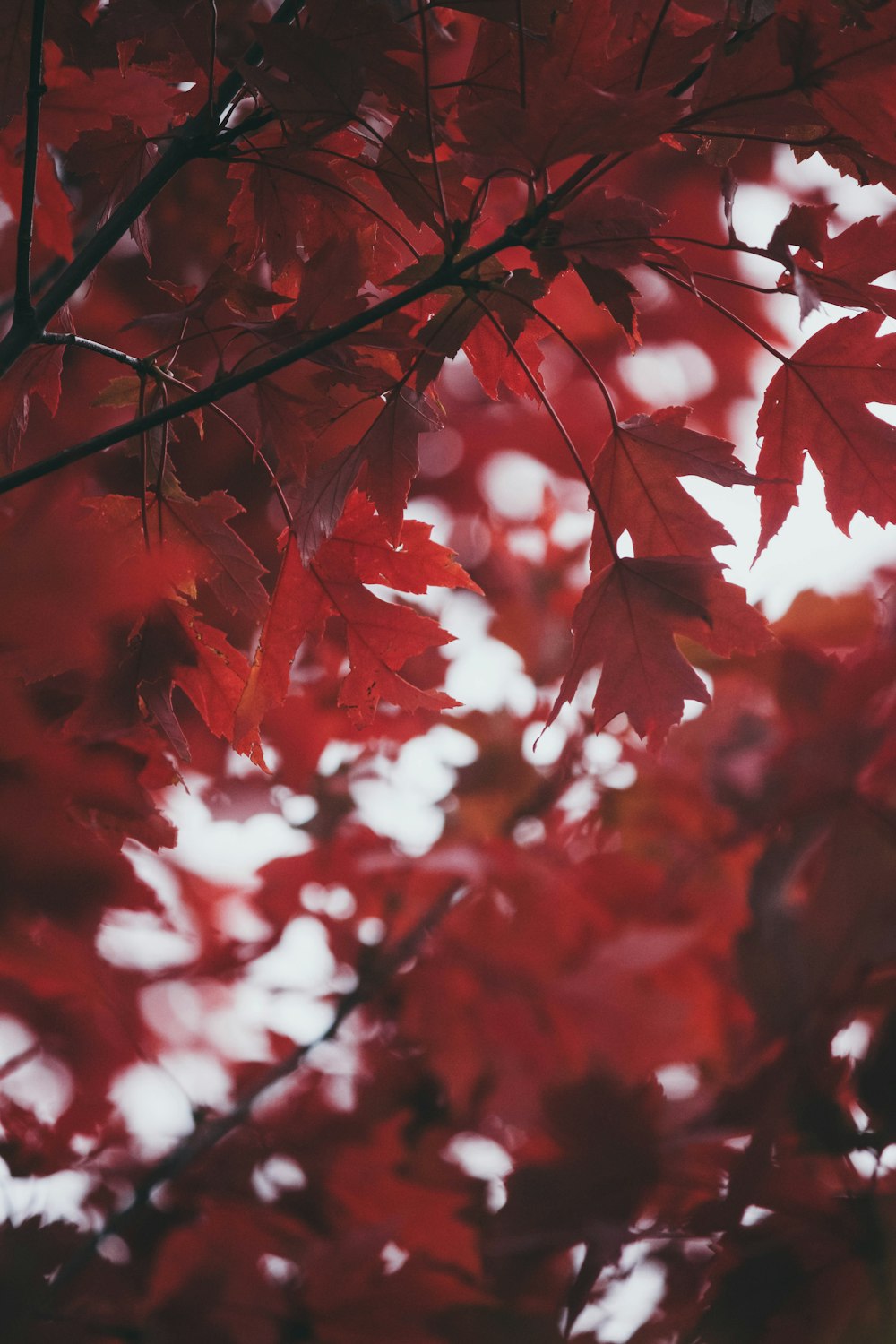 붉은 단풍나무