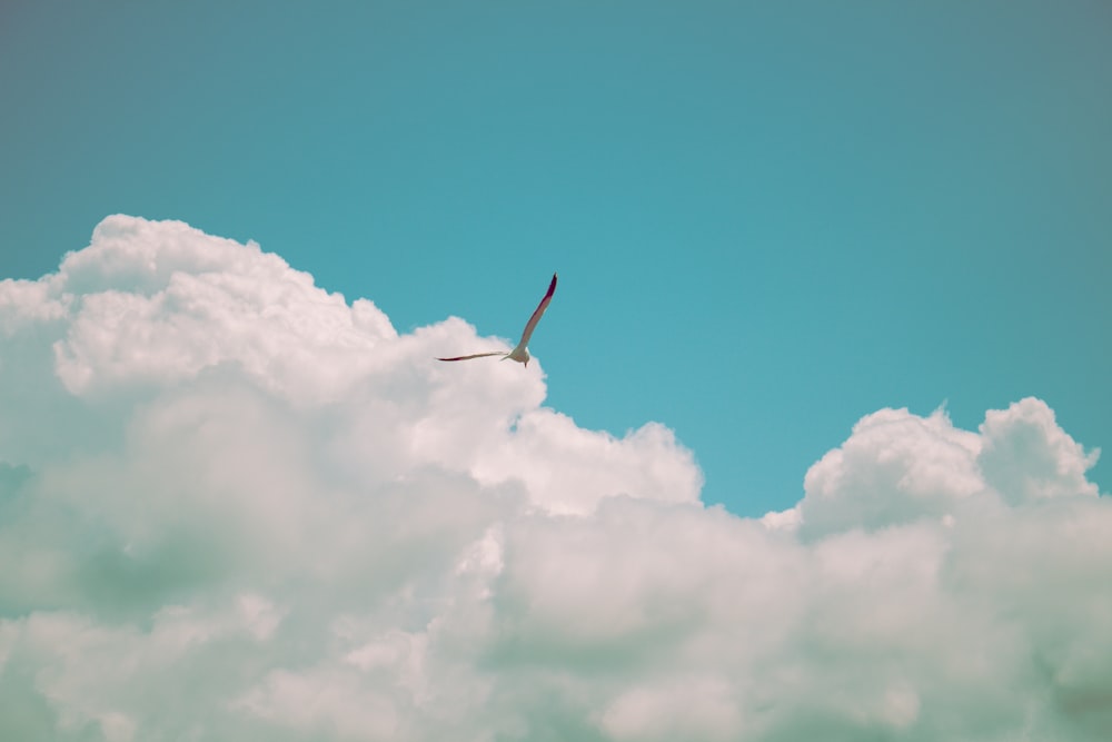 oiseau déployant ses ailes