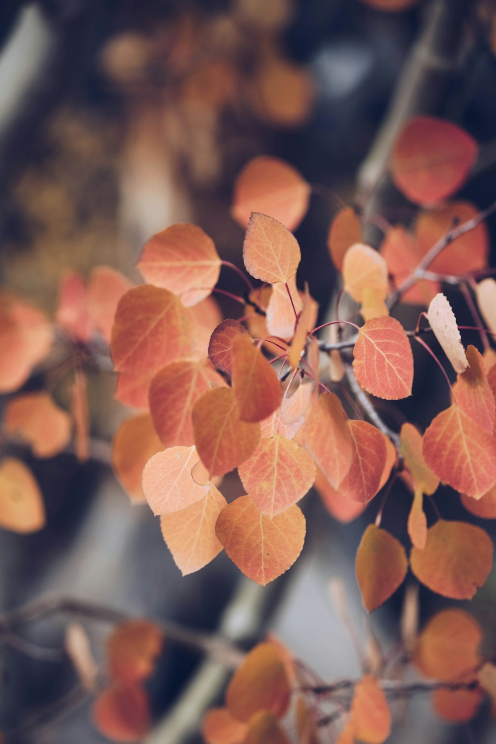 갈색 잎의 선택적 초점 사진