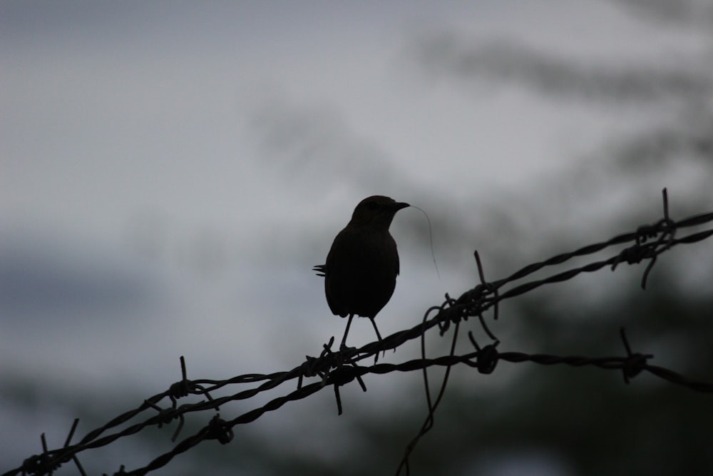 Птицы темно слушать