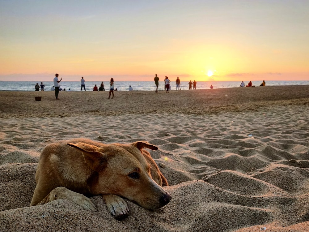 short-coated tan dog lying on seashore near people during daytime