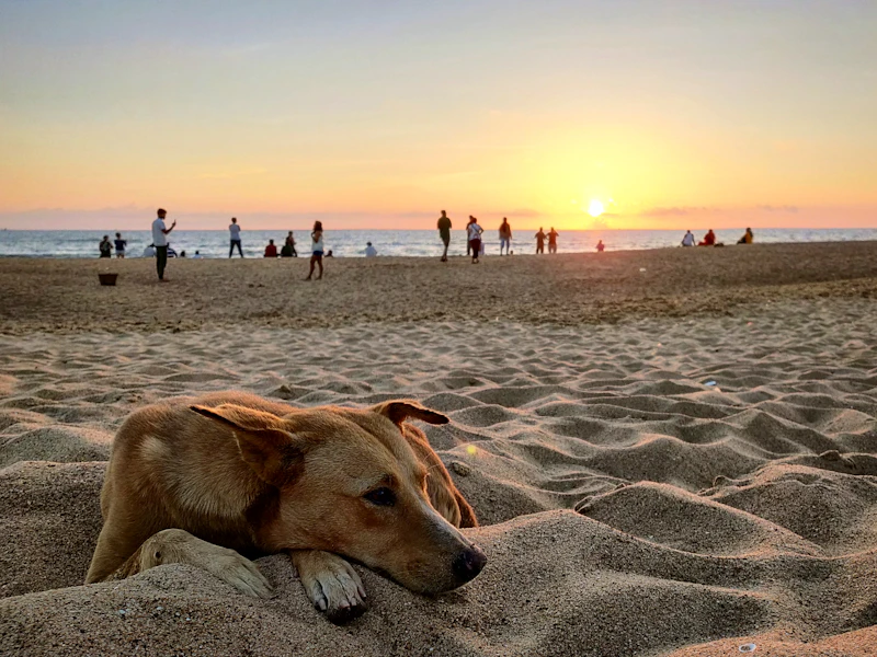 Best Pet-Friendly Hotels and Stays in Candolim for Travelers With Furry Companions