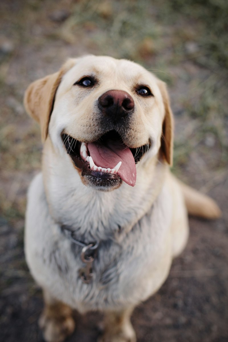 Labrador feliz