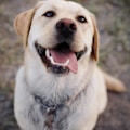 adult yellow Labrador retriever