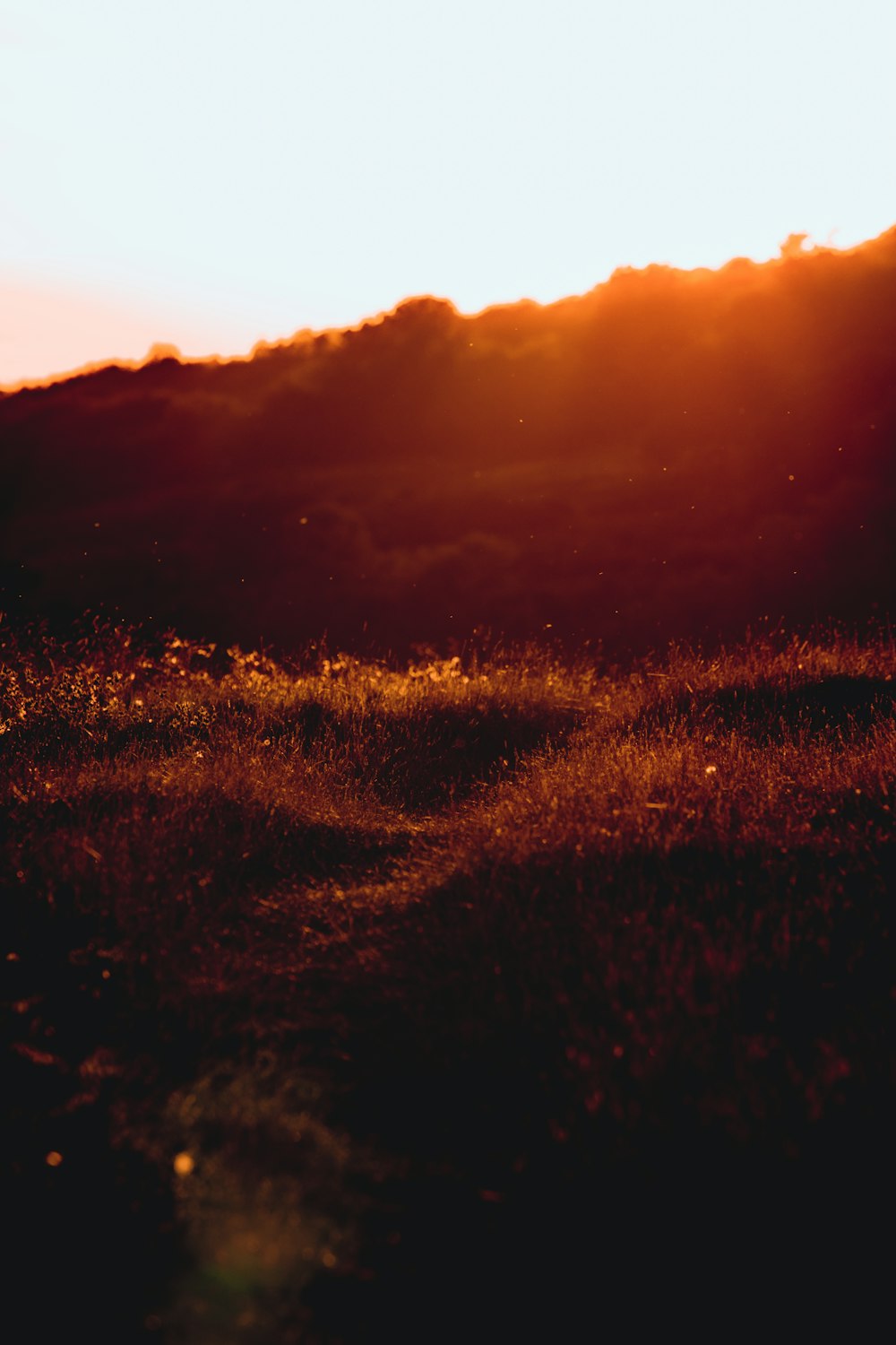 Fotografía de silueta de hierba durante la salida del sol