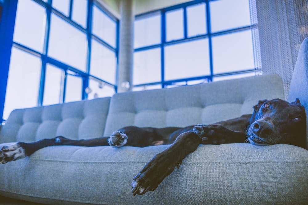 short-coated black dog lying on gray sofa