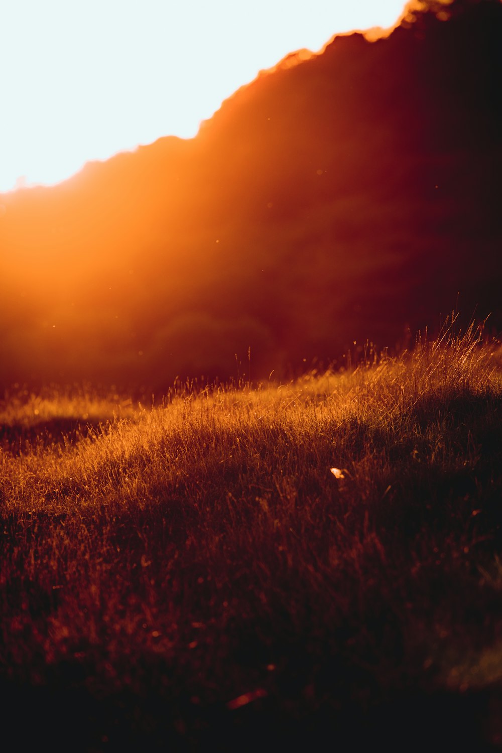 brown grass field during golden hour