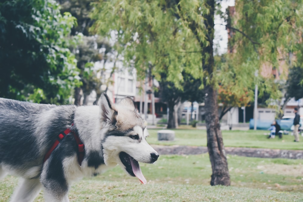 black and white Siberian husky