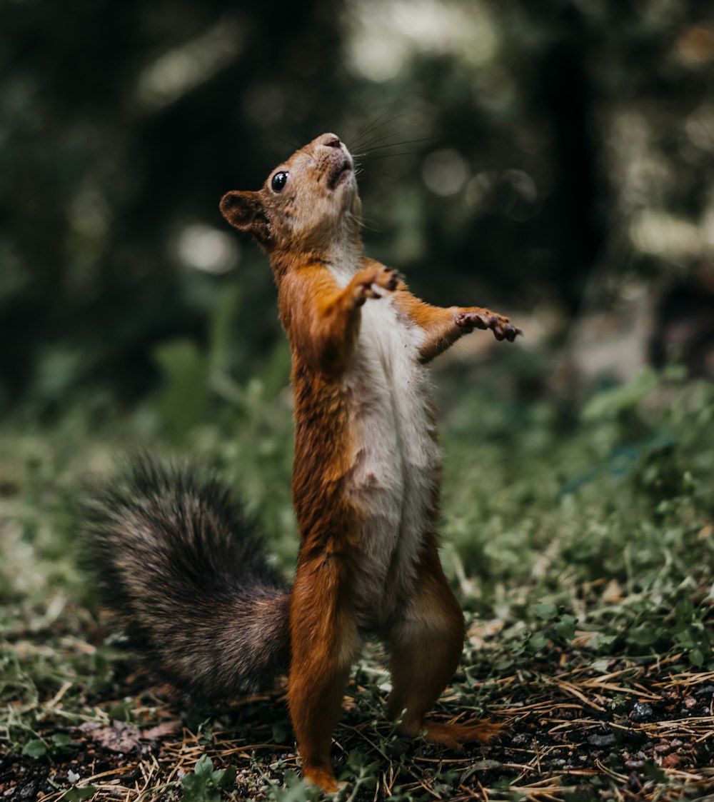 close-up photography of brown squirrel