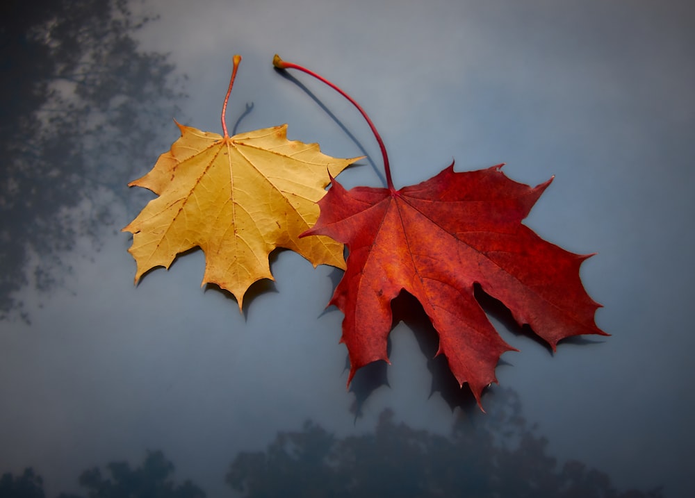 red and yellow maple leaves