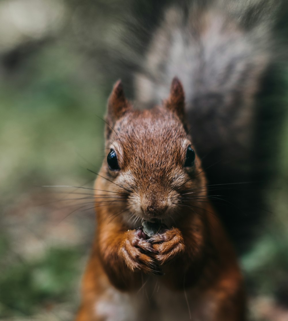 selective focus photography of squirrel